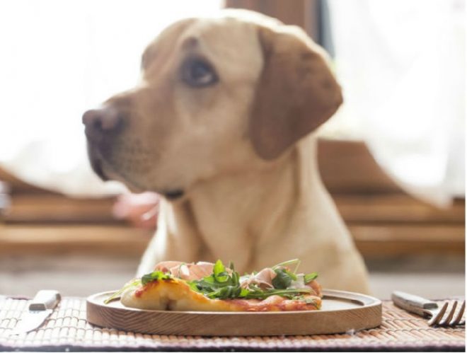7 Ideas To Celebrate Pet Appreciation Week With Your Furry ...