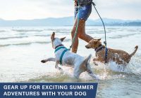 Exciting Summer Adventures with Your Dog