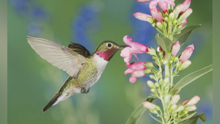 Nectivorous Birds/ Nectar Eating Birds