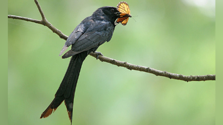 Insectivorous Birds/ Insect Eating Birds