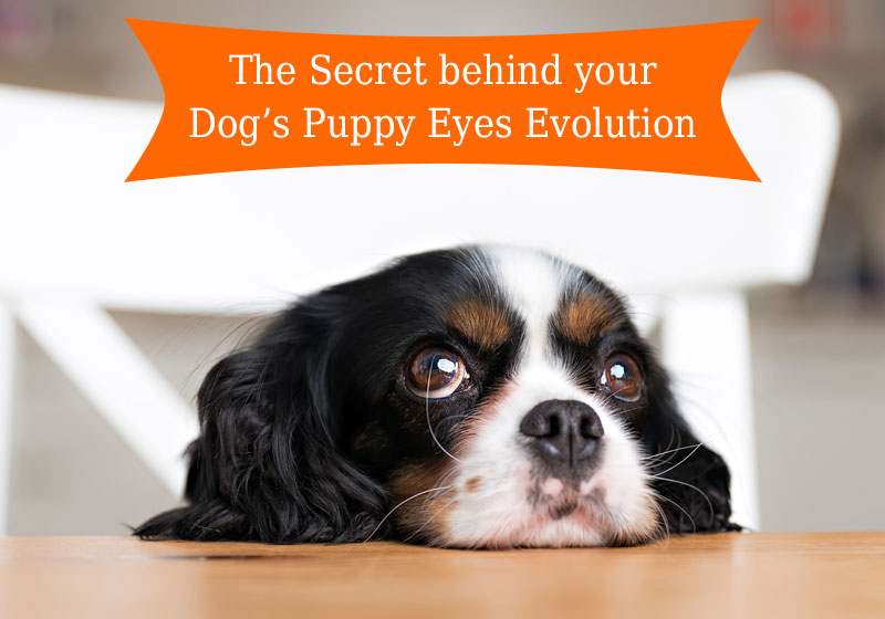 The Secret behind your Dog’s Puppy Eyes Evolution