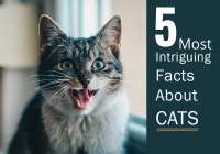 5 Most intriguing Facts about Cats
