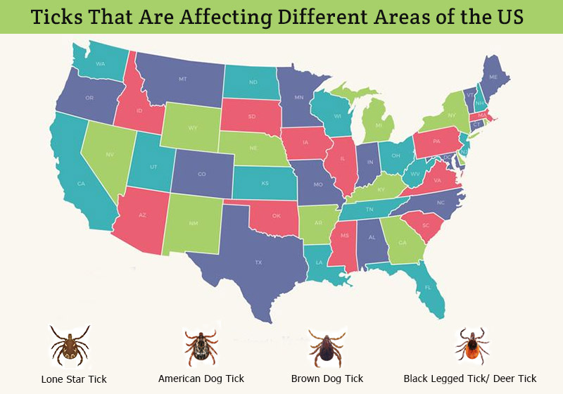 Ticks That Are Affecting Different Areas of the US