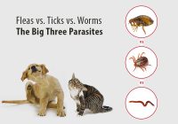 Fleas vs. Ticks vs. Worms: The Big Three Parasites