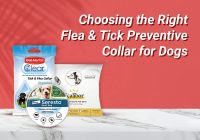Choosing the Right Flea & Tick Preventive Collar for Dogs