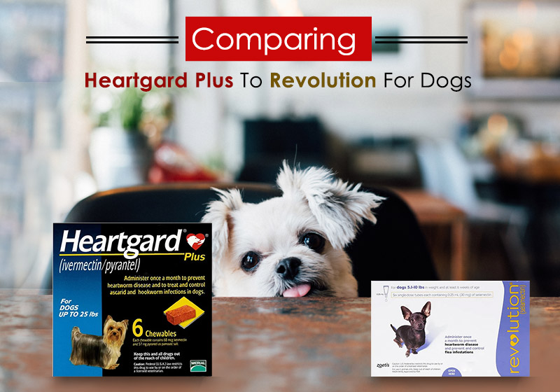 comparing-heartgard-plus-to-revolution-for-dogs