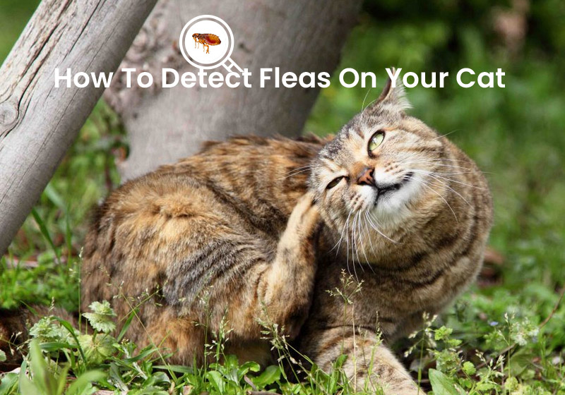 How To Detect Fleas On Your Cat