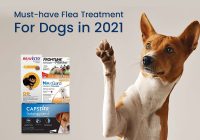 Flea Treatment for Dogs in 2021