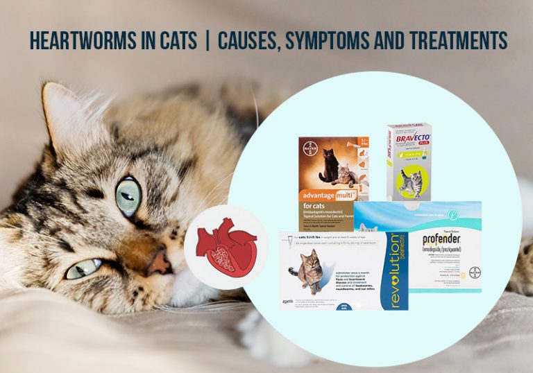 Heartworms in cats : Causes, Symptoms, and Treatments - How To Prevent Heartworms In Cats With Flea Repellents