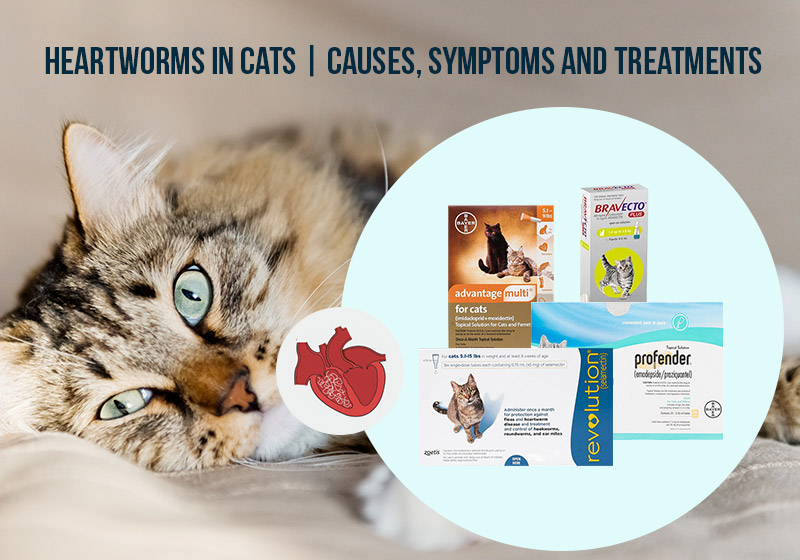 Heartworms in cats Causes, Symptoms, and Treatments BestVetCare