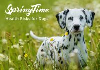 Springtime Health Risks for Dogs