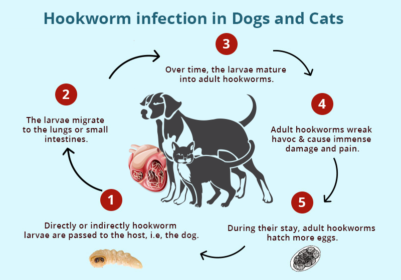Hookworm infection in Dogs and Cats -