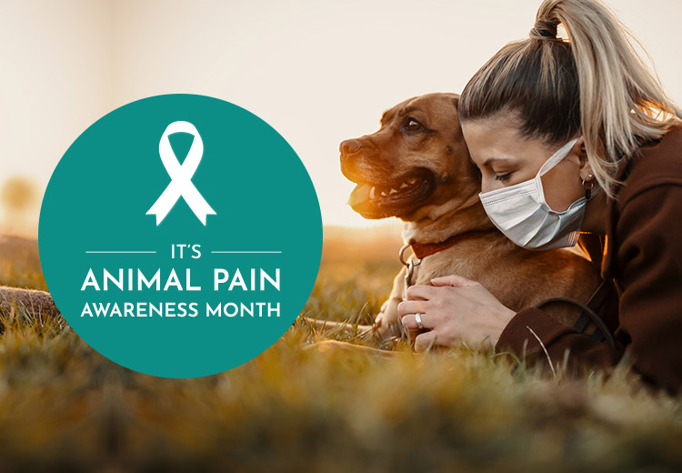 THINGS TO DO DURING ‘Animal Pain Awareness Month’