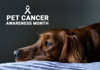 Pet Cancer Month