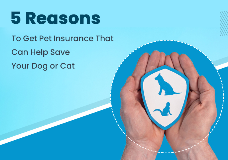 Reasons to Get Pet Insurance
