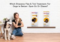 Bravecto spot-On Vs Chews