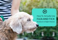 Use Flea And Tick Products In Right Manner