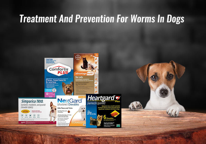 Treatment And Prevention For Worms In Dogs