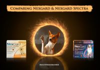 Nexgard-vs-NexgardSpectra-BestVetCare