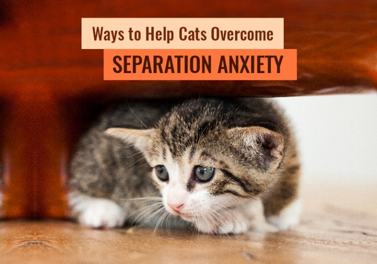 Ways to Help Cats Separation Anxiety