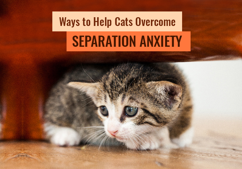 alt= "Ways to Help Cats Overcome Separation Anxiety"
