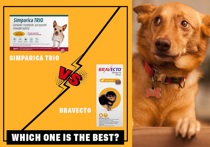 Simparica Trio vs Bravecto