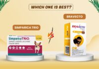 Simparica Trio vs. Bravecto