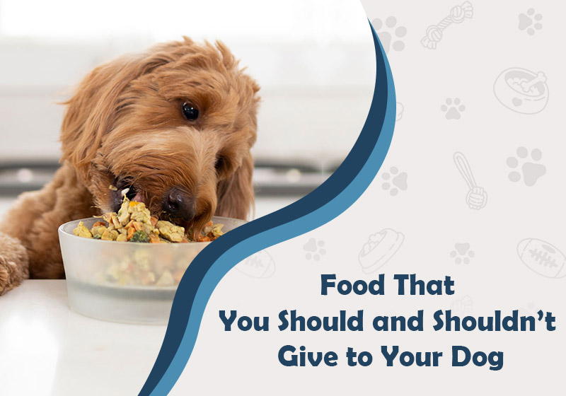 Everything Your Dog Can and Cannot Eat