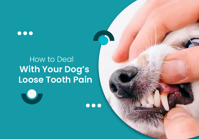 What To Do If Your Dog Has a Loose Tooth  