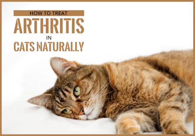 Image showcasing How to Treat Arthritis in Cats Naturally