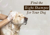 dog shampoos