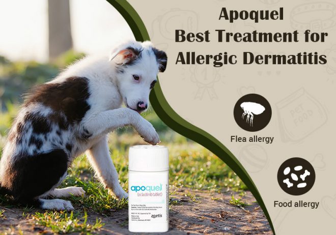Apoquel – Best Treatment for Allergic Dermatitis - BestVetCare Blog