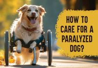 how to care for a paralyzed dog