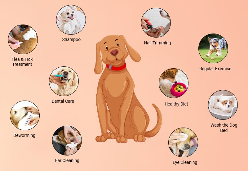 Home Care Tips for a Healthy Dog