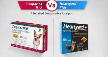 bestvetcare Archives -