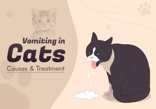View of Vomiting in Cats – Causes & Treatment