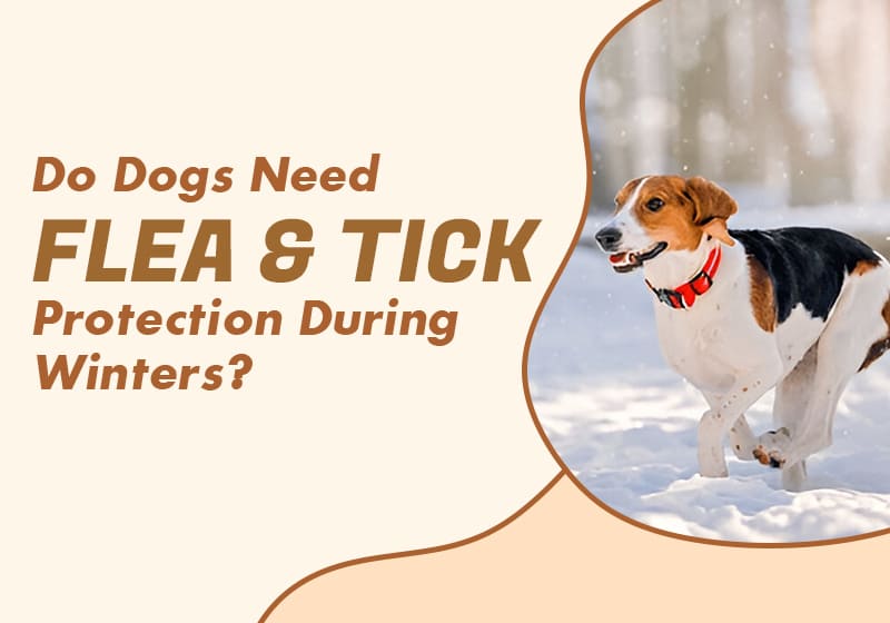 Flea and Tick Protection During Winters
