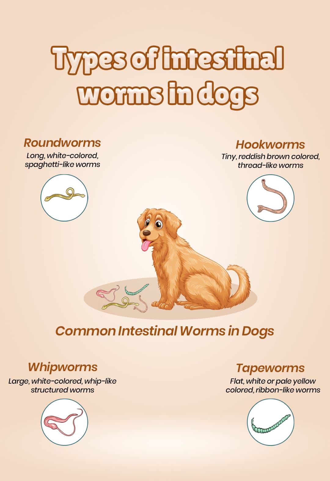 A Complete Guide to Worming Your Puppy and Adult Dog