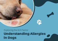 Understanding Allergies in Dogs