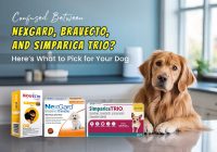 Confused Between NexGard, Bravecto, and Simparica Trio? Here’s What to Pick for Your Dog
