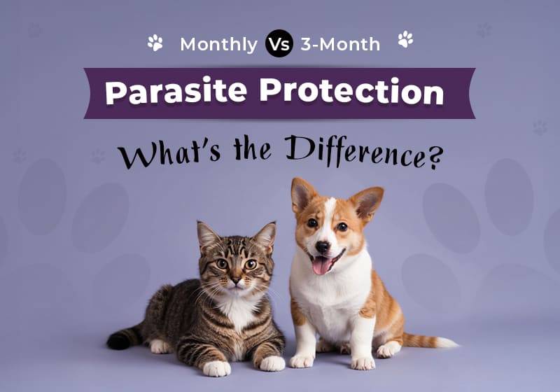 Monthly vs 3-Monthly Parasite Protection