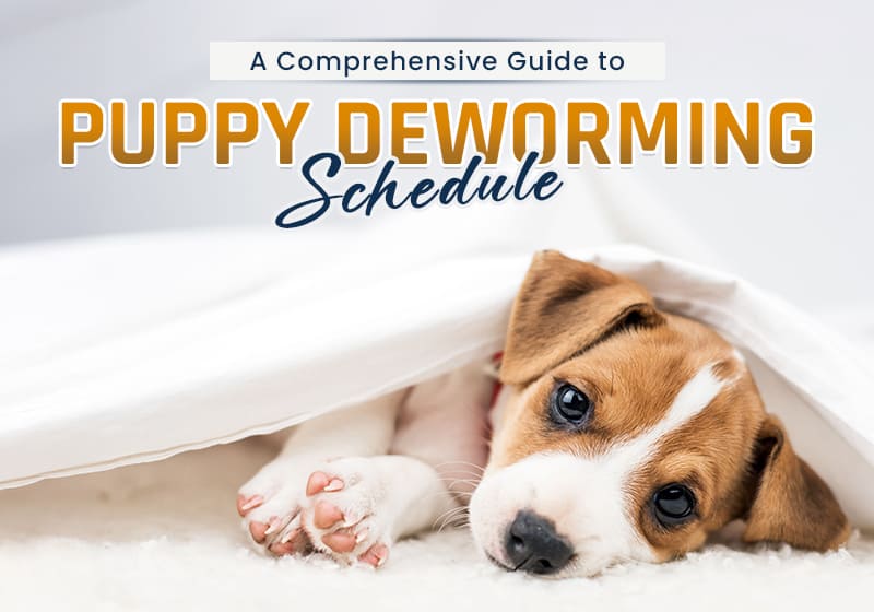 Guide to Puppy Deworming Schedule