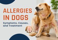 Allergies in Dogs