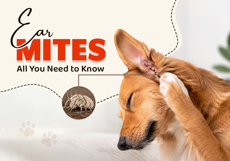 Ear Mites in Dogs