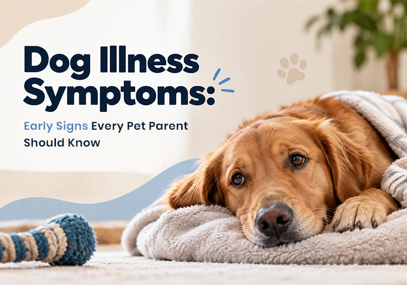 Dog Illness Symptoms
